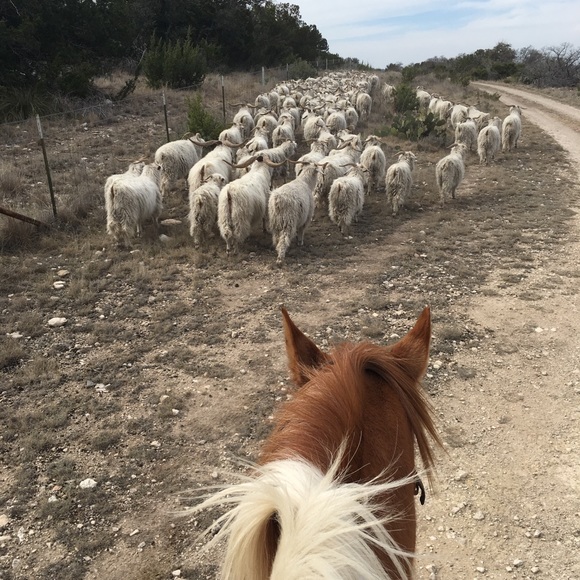 Meet your Posher, Linda - Picture 3 of 11
